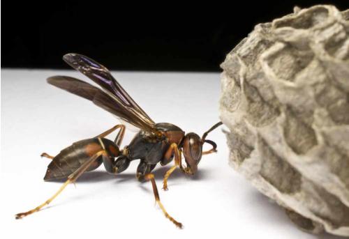 European Paper Wasps